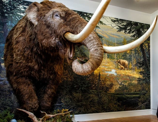 Museum locations